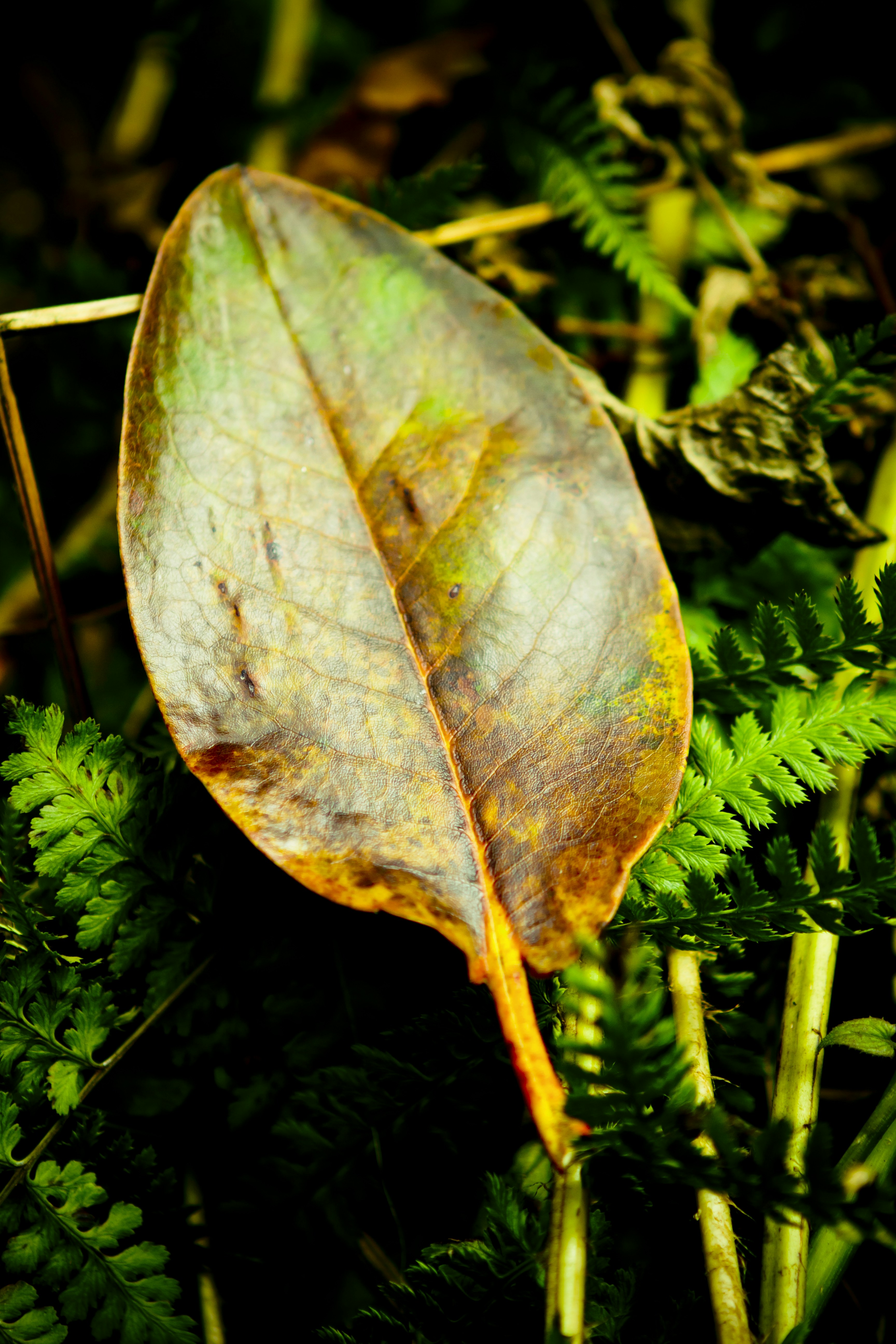 Photo by raimondklavins