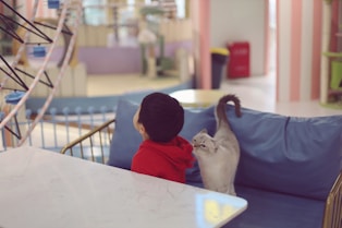 a little boy sitting on a blue couch next to a cat