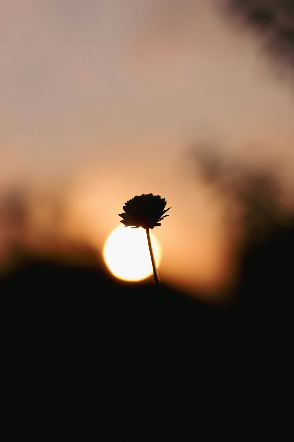 the sun is setting behind a single flower