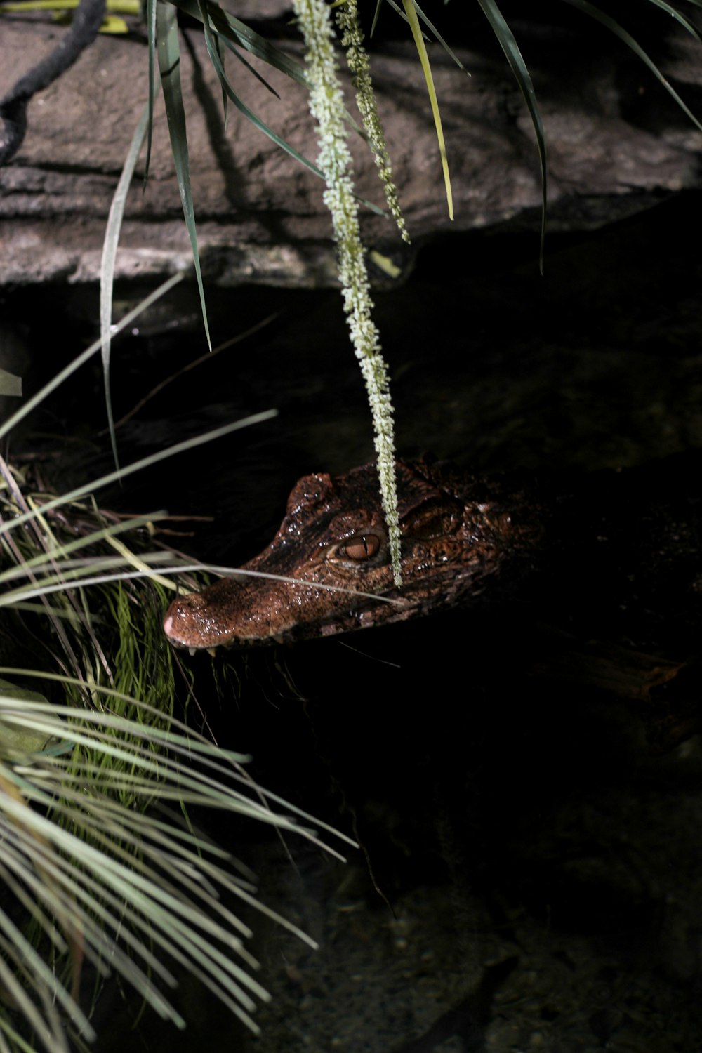 a large alligator laying on top of a lush green forest