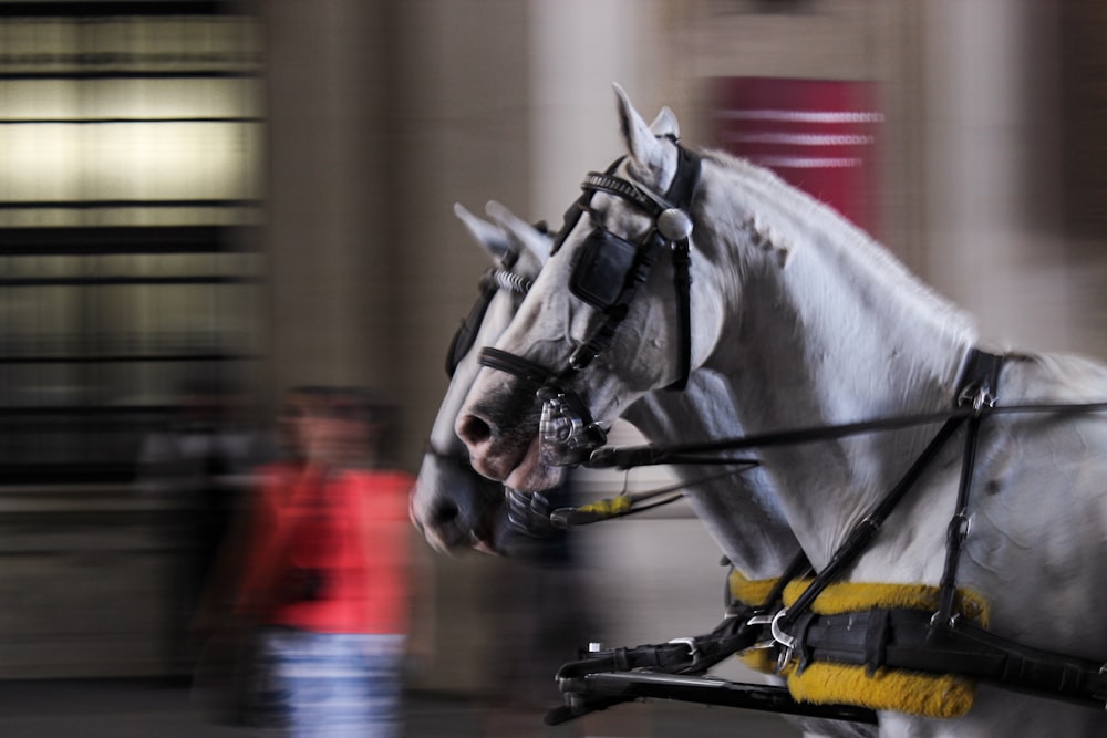 a white horse pulling a carriage down a street