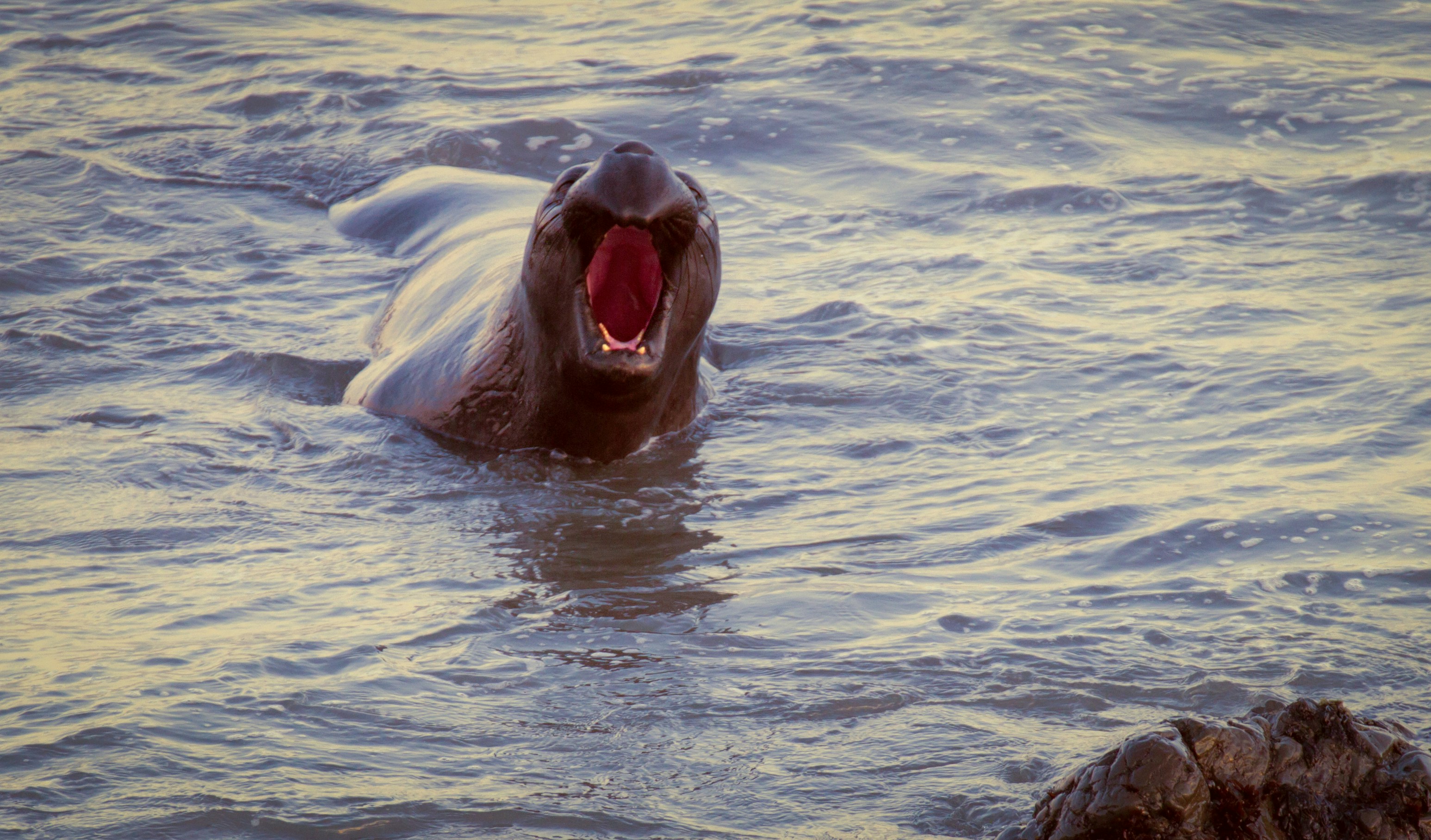 a seal in the water with its mouth open