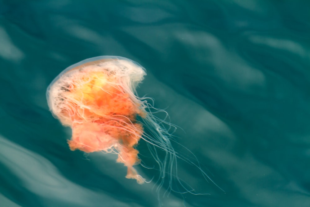 an orange jellyfish floating in the water