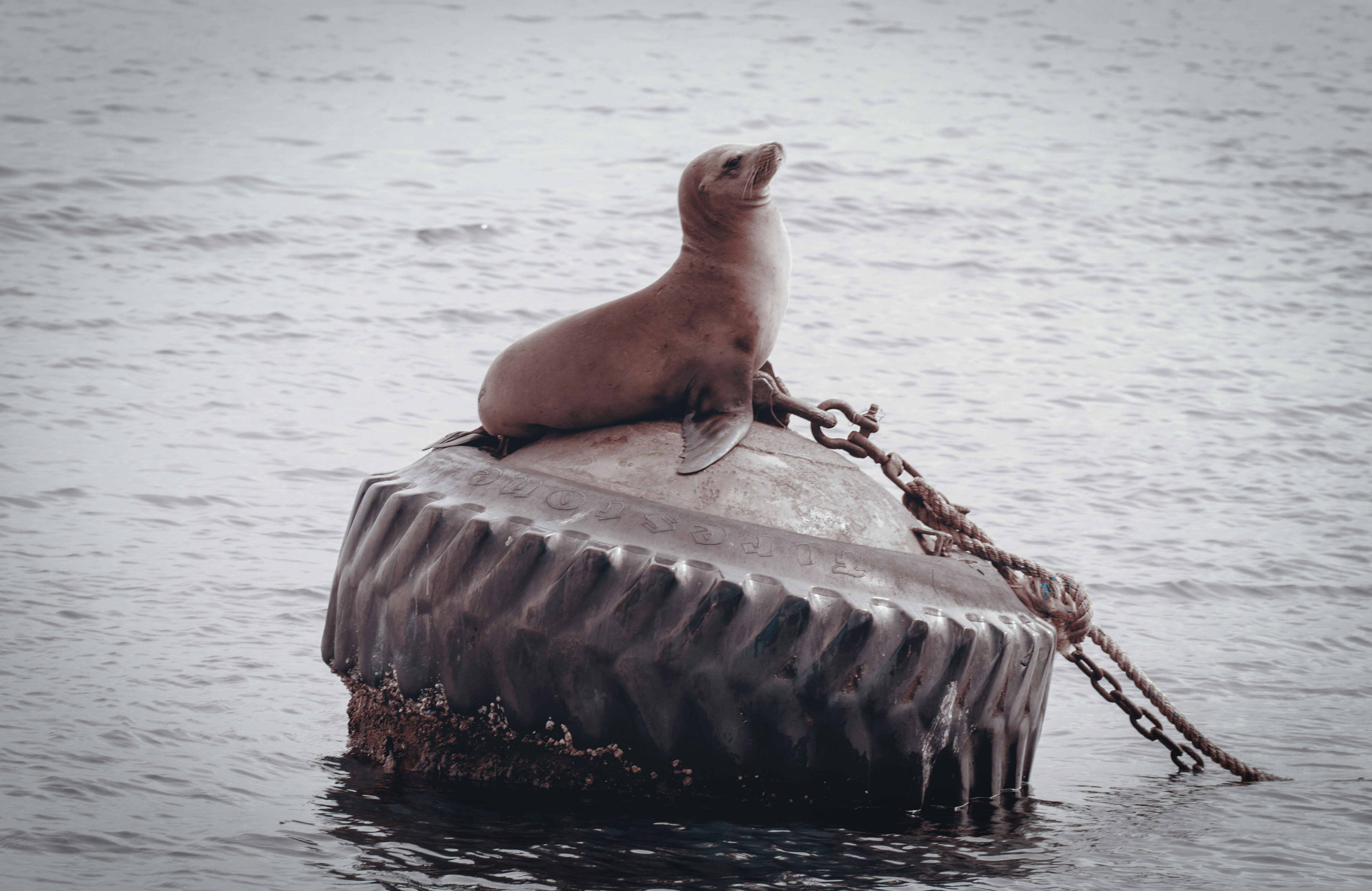 a seal sitting on top of a metal object in the water, 