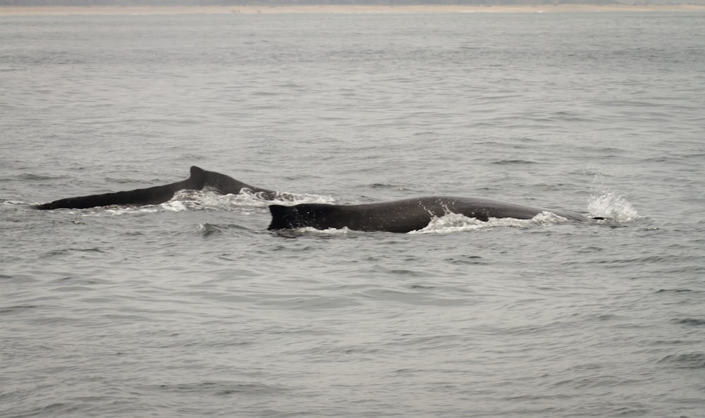 a large whale is swimming in the water