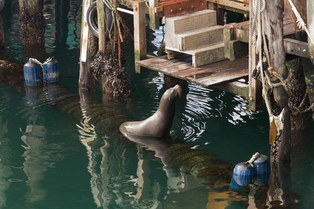 a sea lion swimming in a body of water