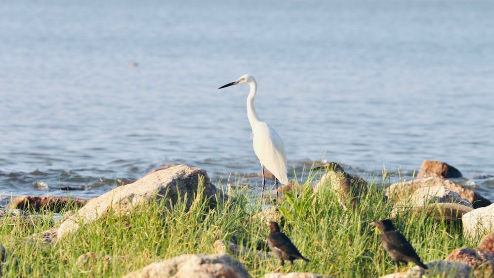 a white bird standing on top of a lush green field