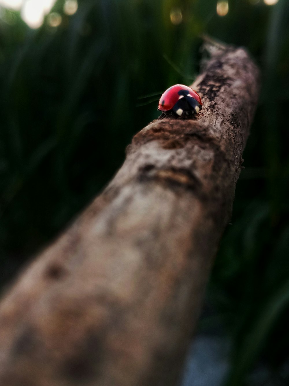 Ein Marienkäfer sitzt auf einem Ast