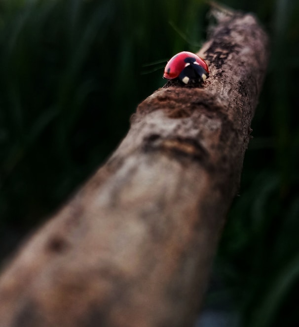 a ladybug sitting on top of a tree branch