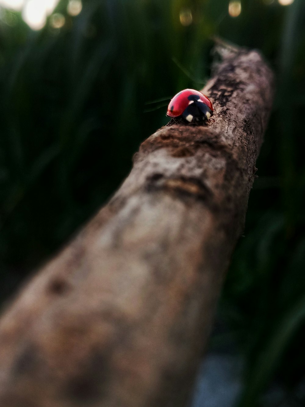 a ladybug sitting on top of a tree branch