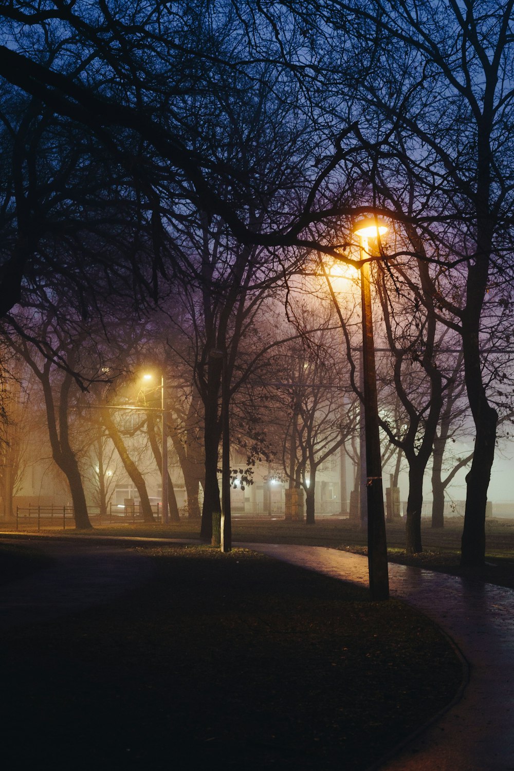 a foggy night in a park with trees and street lights