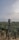 A camera or surveying device is mounted on a tripod, facing a vast expanse of olive groves that stretch towards the horizon. The sky is overcast, contributing to a subdued atmosphere. A few scattered buildings are visible in the distance.