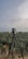 A camera or surveying device is mounted on a tripod, facing a vast expanse of olive groves that stretch towards the horizon. The sky is overcast, contributing to a subdued atmosphere. A few scattered buildings are visible in the distance.