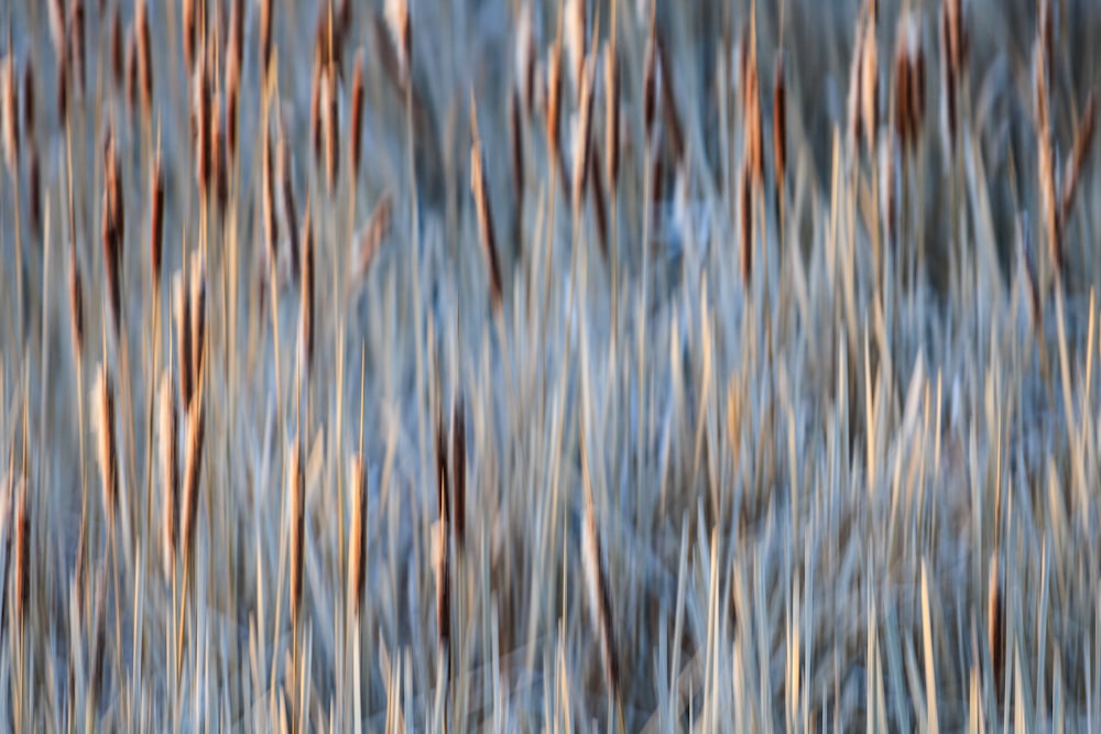a blurry photo of a forest filled with trees