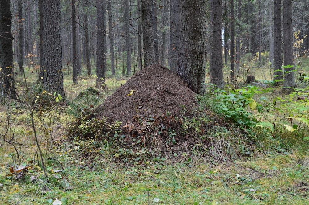 a pile of dirt sitting in the middle of a forest