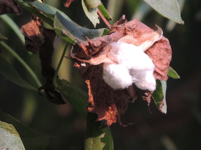 Close-up of fresh cotton fibers being inspected carefully under daylight.