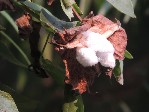 Close-up of a soft organic cotton boll displaying natural patterns resembling a Fibonacci spiral under warm sunlight.