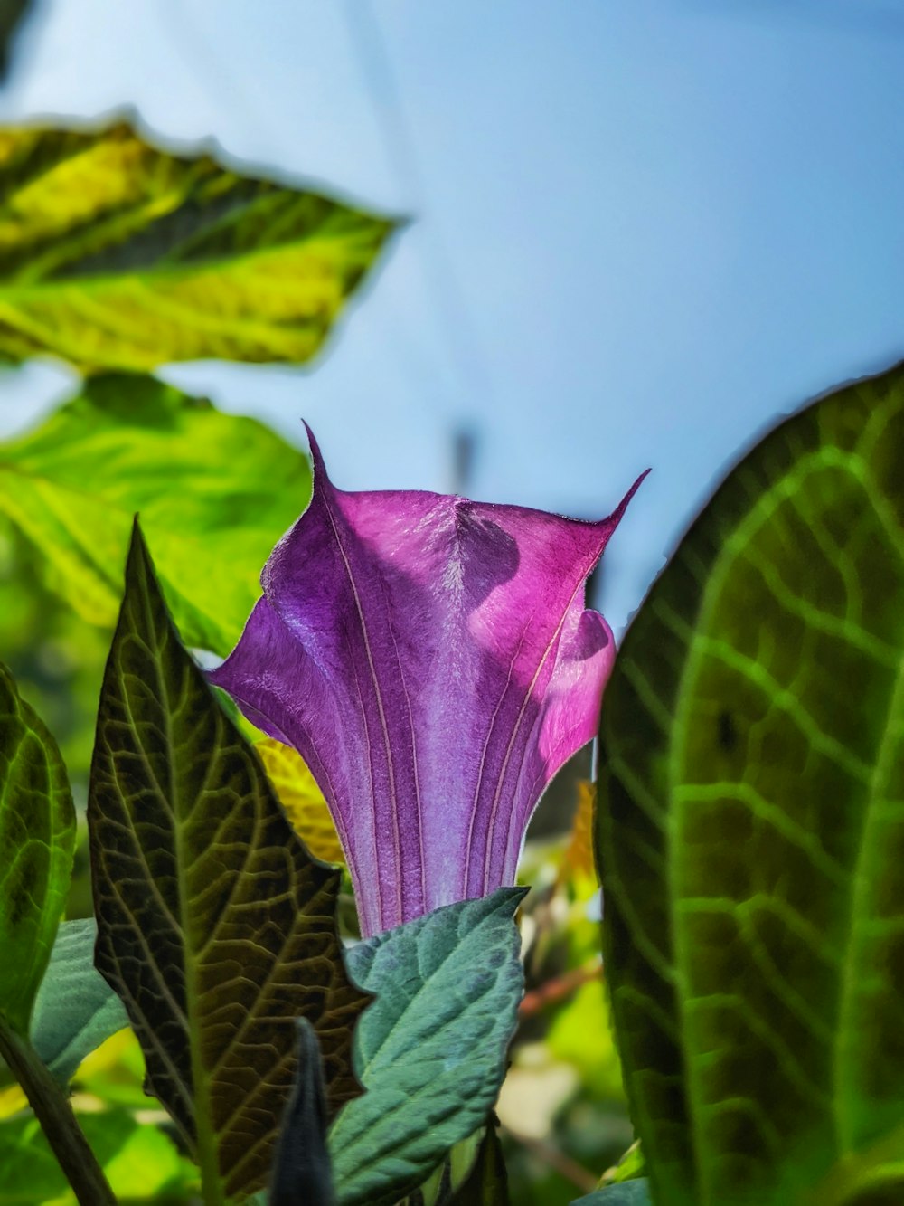 eine lila Blume mit grünen Blättern im Hintergrund