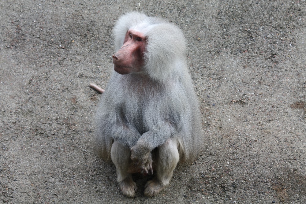 a monkey sitting on the ground looking up