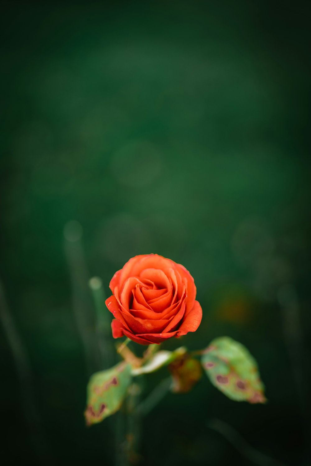 a single red rose with a green background