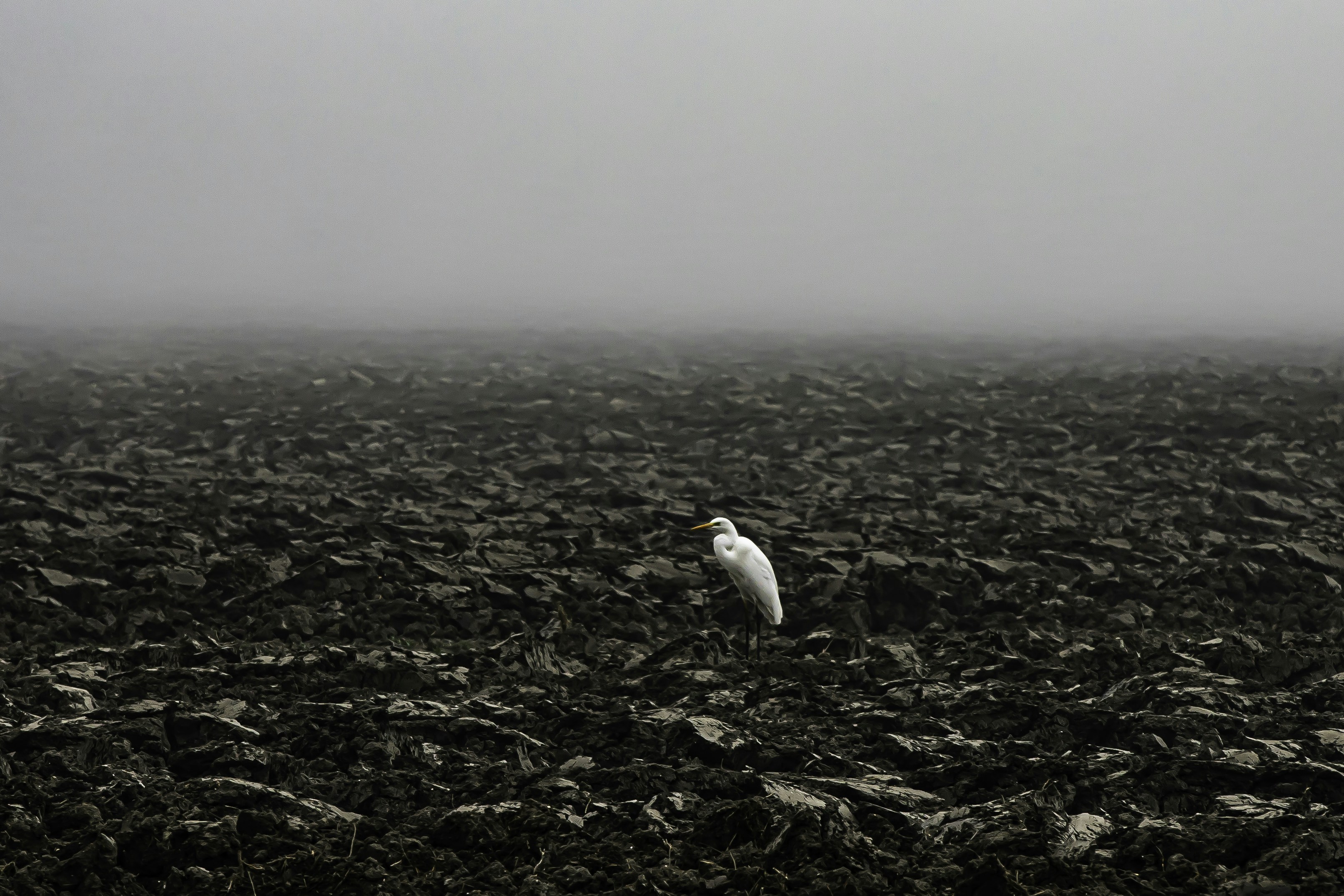a white bird standing on top of a rocky field, A lone crane in an autumn field in Emilia Romagna with the classic fog as a backdrop