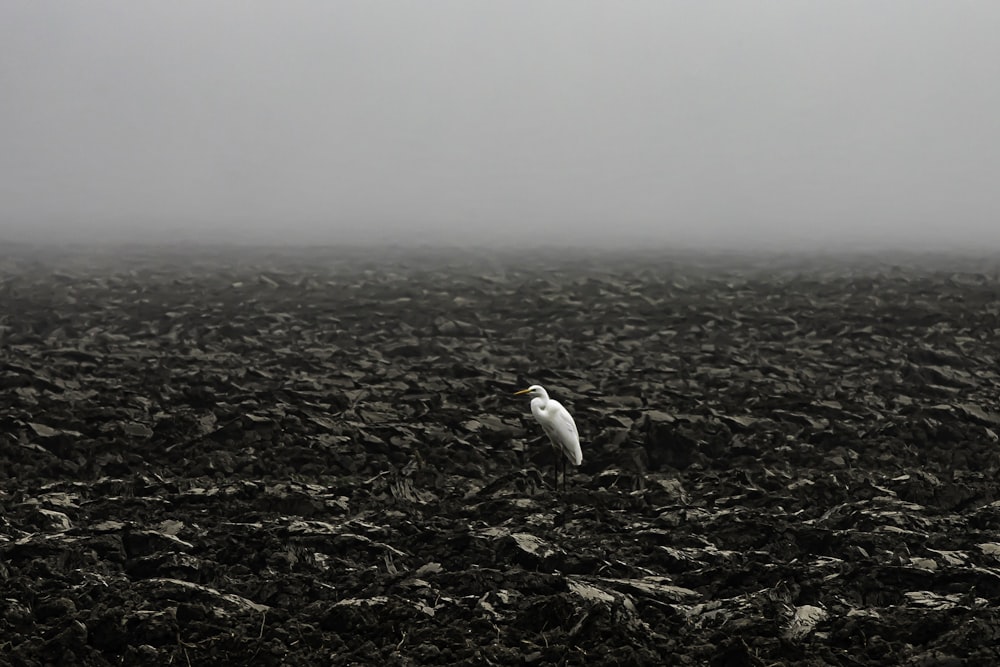 a white bird standing on top of a rocky field