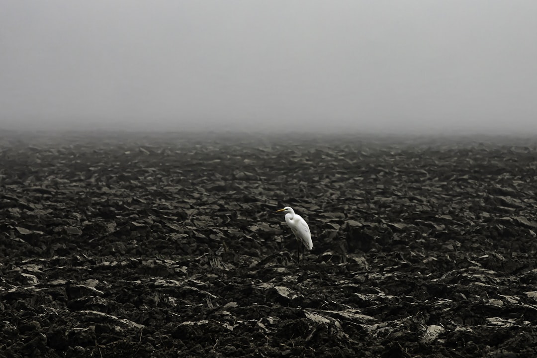 a white bird standing on top of a rocky field, A lone crane in an autumn field in Emilia Romagna with the classic fog as