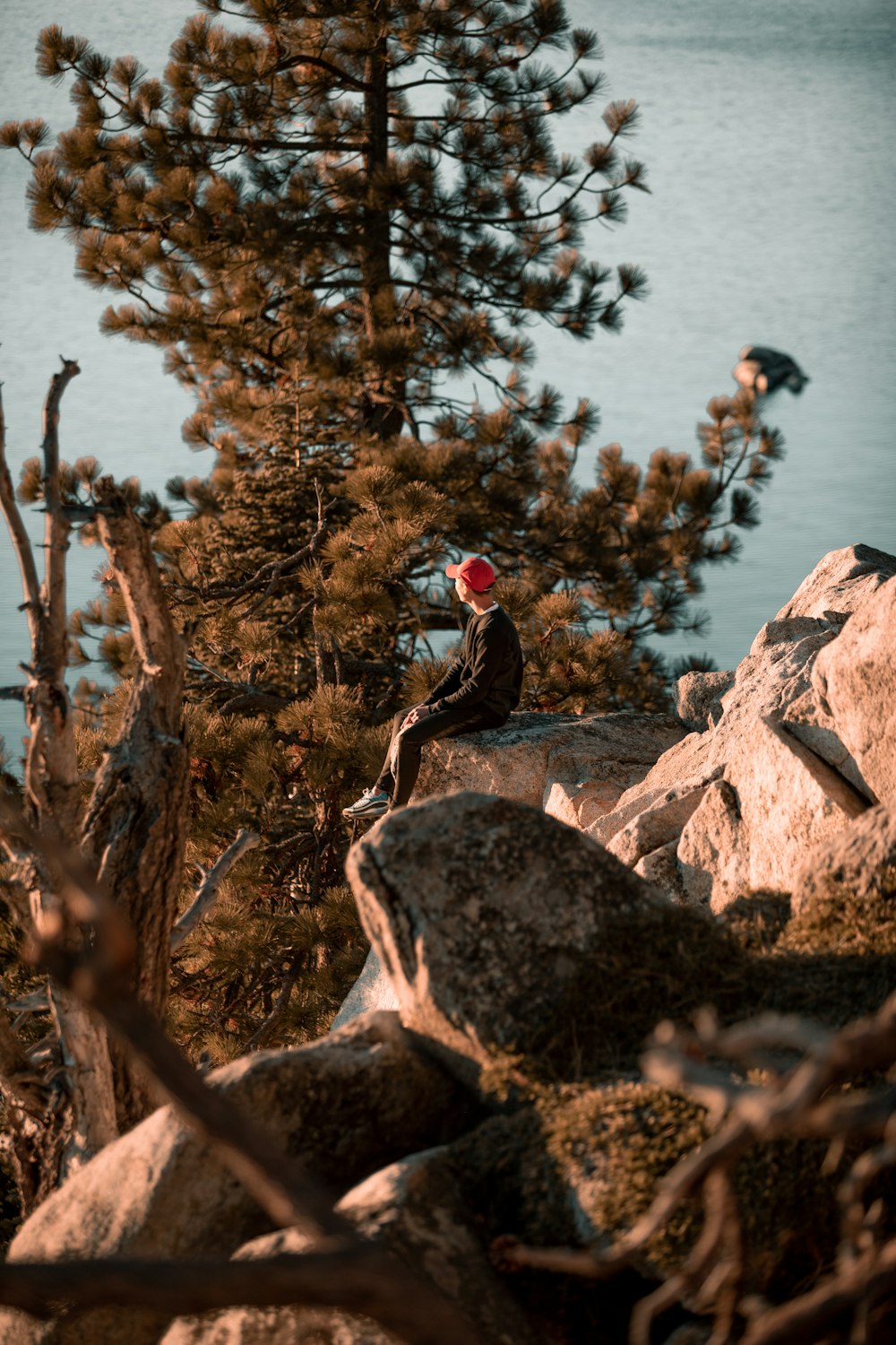 a bird sitting on top of a rock next to a tree