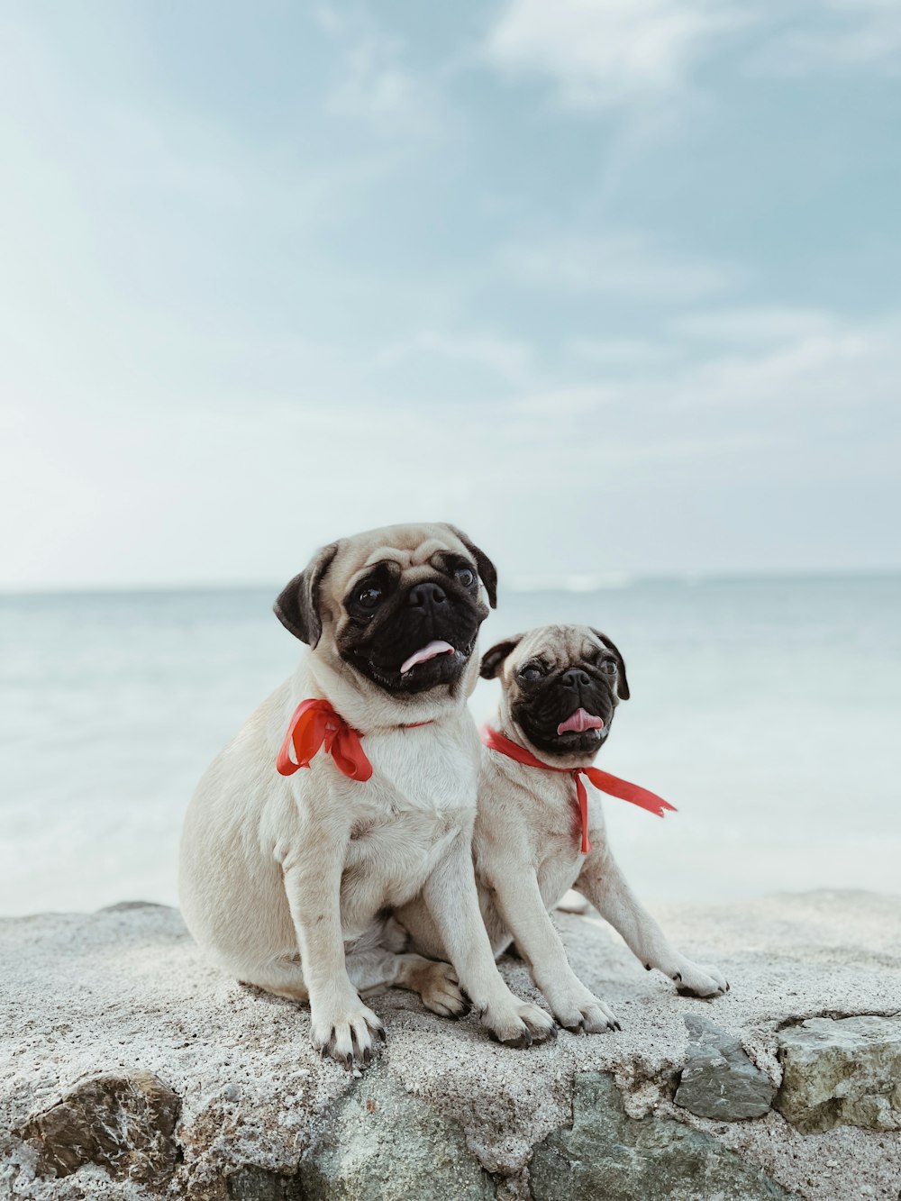 two pug dogs sitting on a rock near the ocean