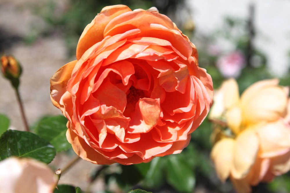 a close up of a flower with a blurry background