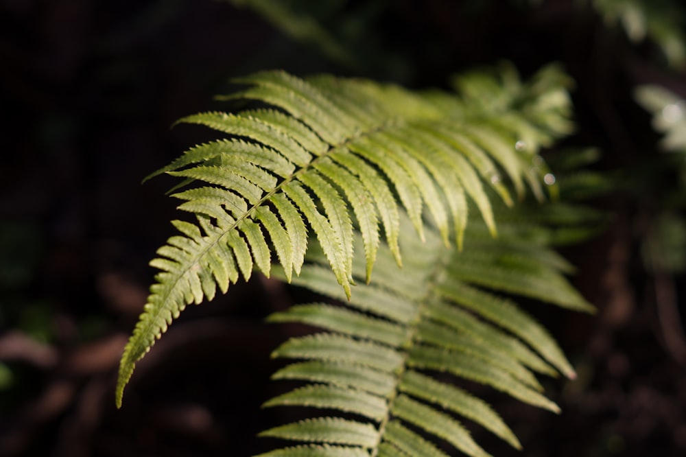 a close up of a green plant with lots of leaves