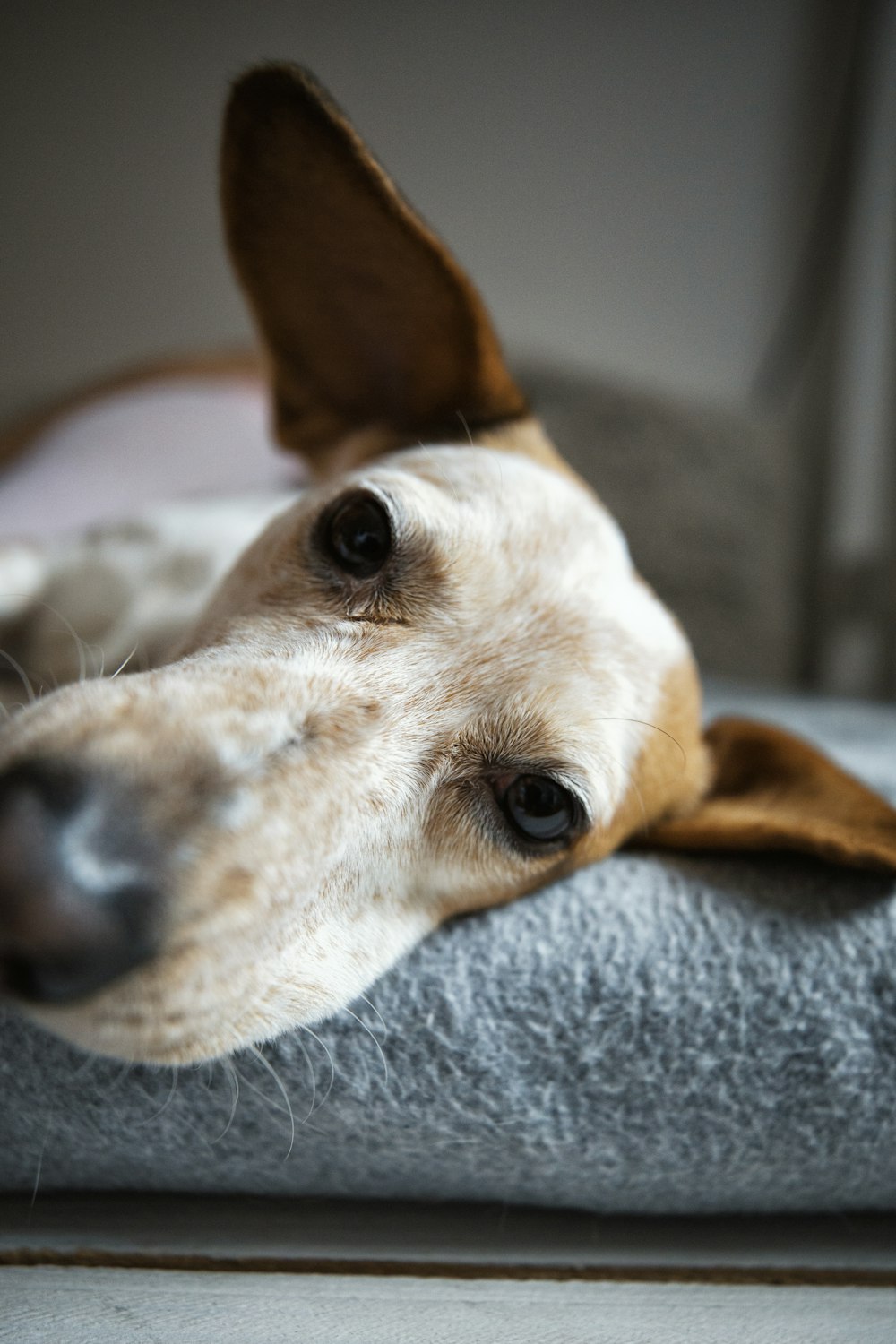 a dog laying on top of a gray blanket