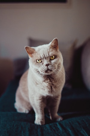 British Shorthair Cat