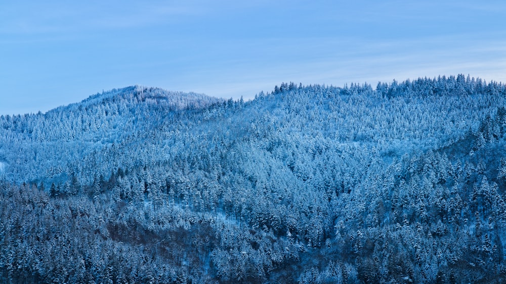 a mountain covered in lots of snow next to a forest