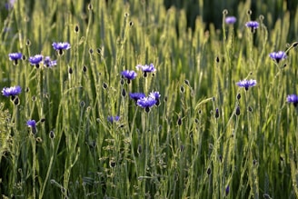 a field full of purple flowers and green grass