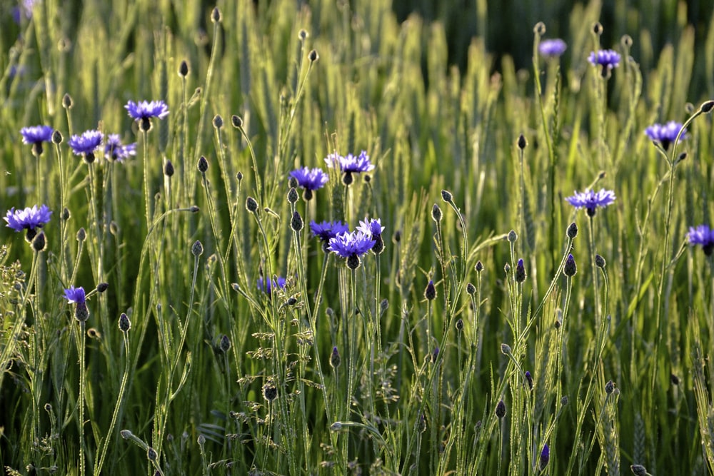 a field full of purple flowers and green grass