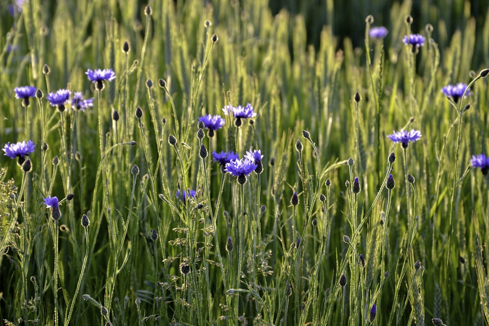 un campo pieno di fiori viola ed erba verde