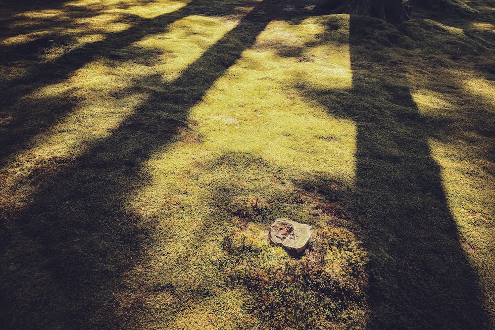 the shadow of a tree on the grass