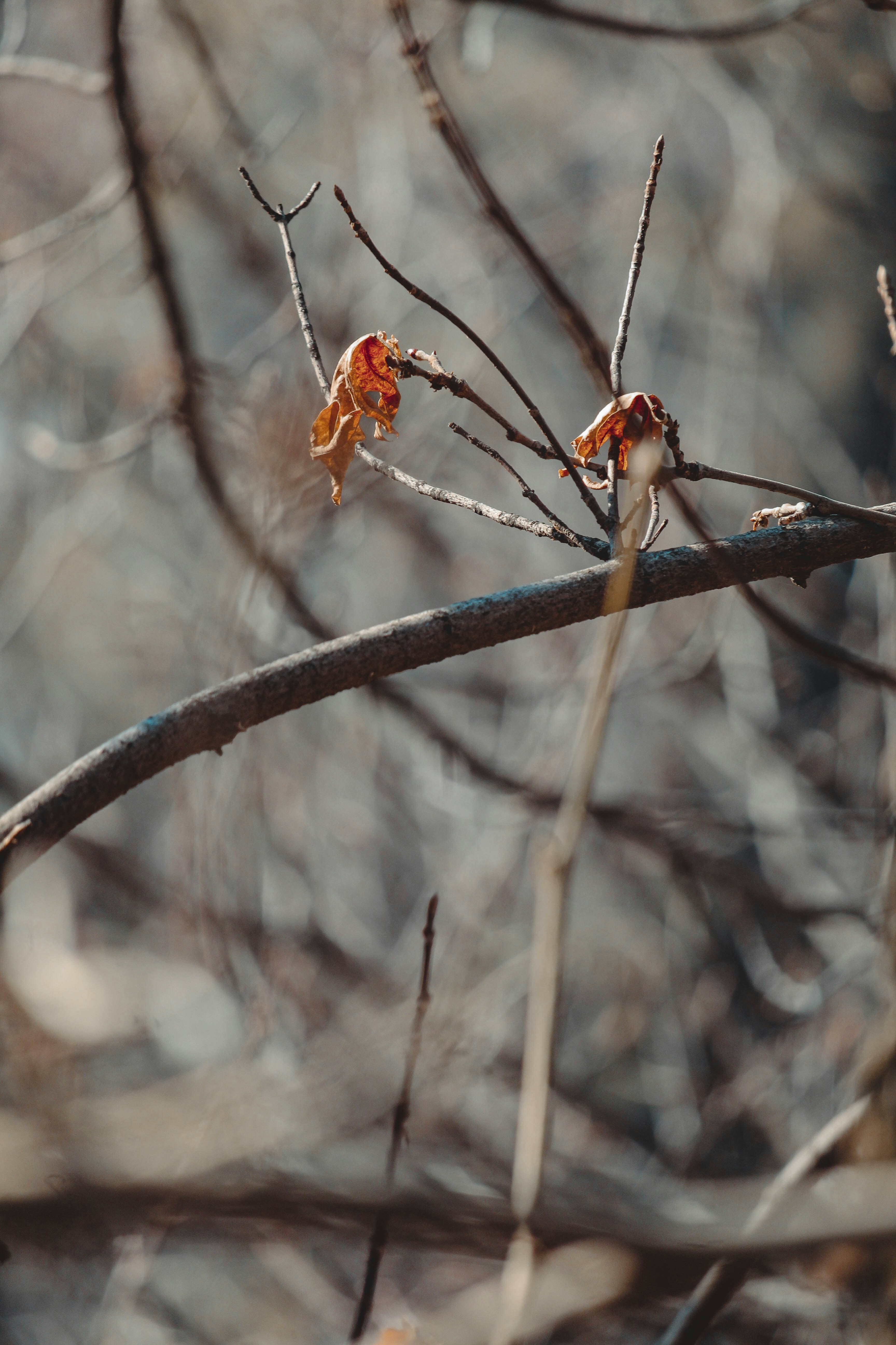 Photo by negaradhami