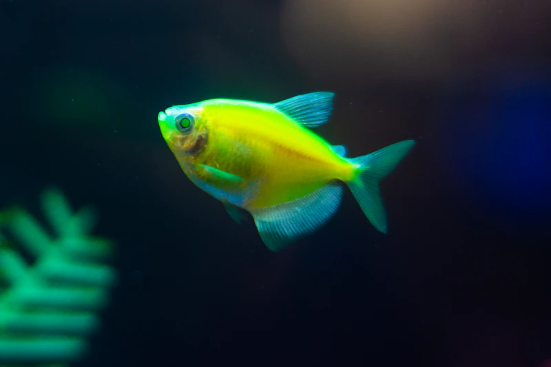 A golden yellow gourami swimming in an aquarium