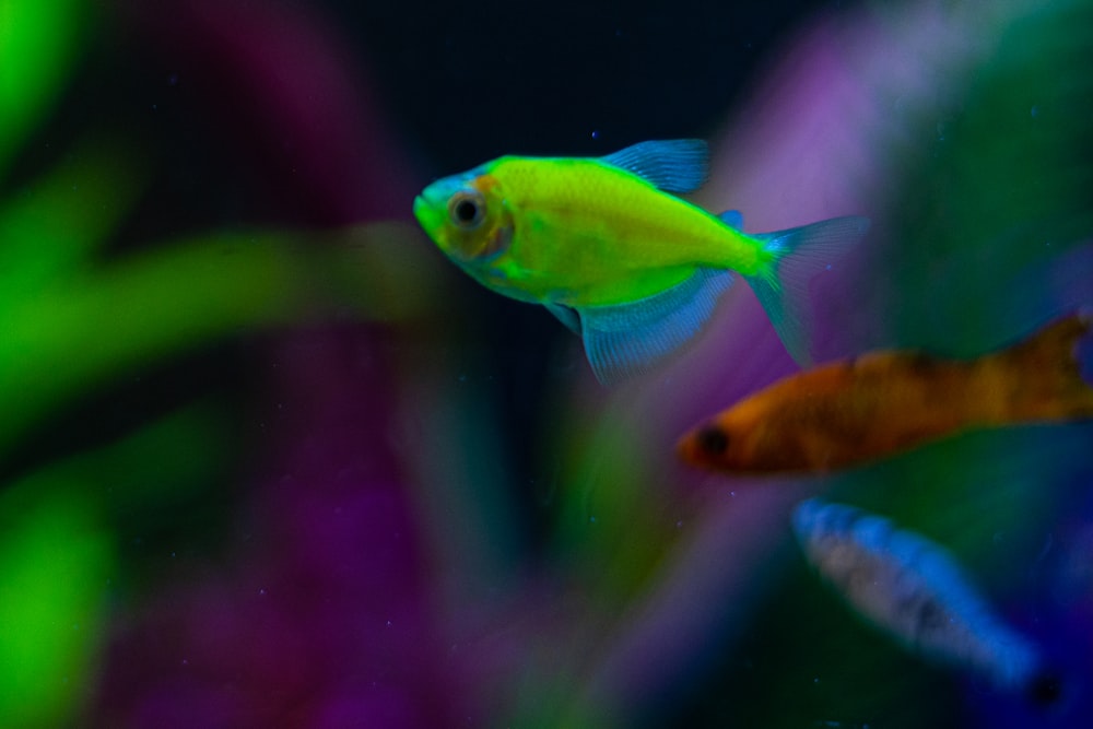 Eine Gruppe von Fischen, die in einem Aquarium schwimmen