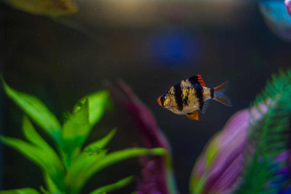 un poisson qui nage dans l’eau