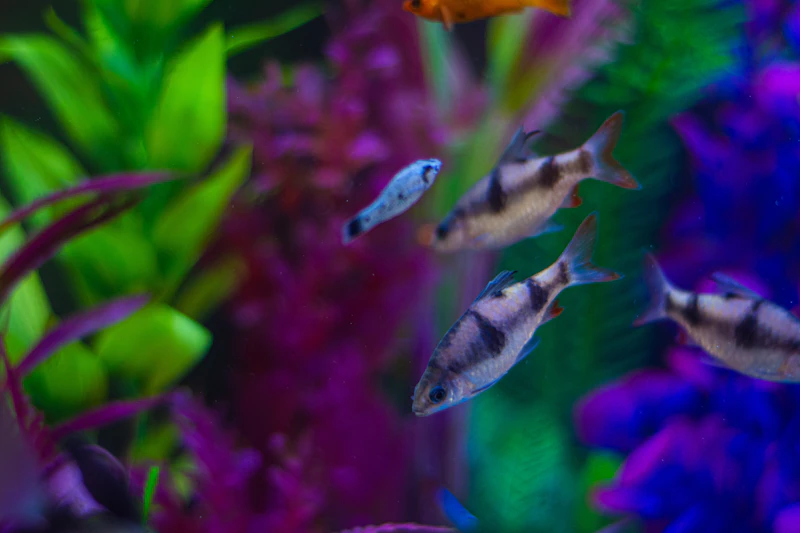 A school of neon tetra swimming in an aquarium