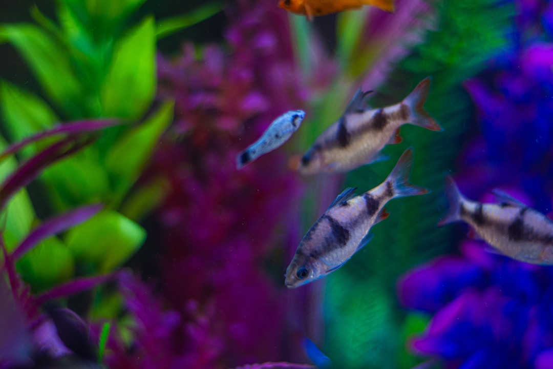 Healthy tropical fish tank
