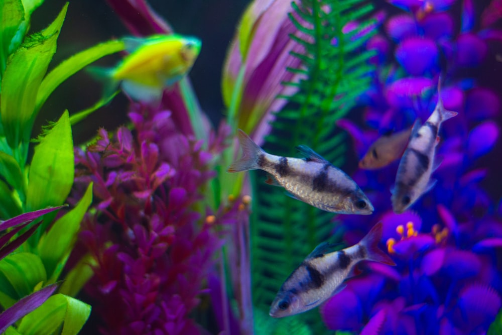 a group of fish swimming in an aquarium