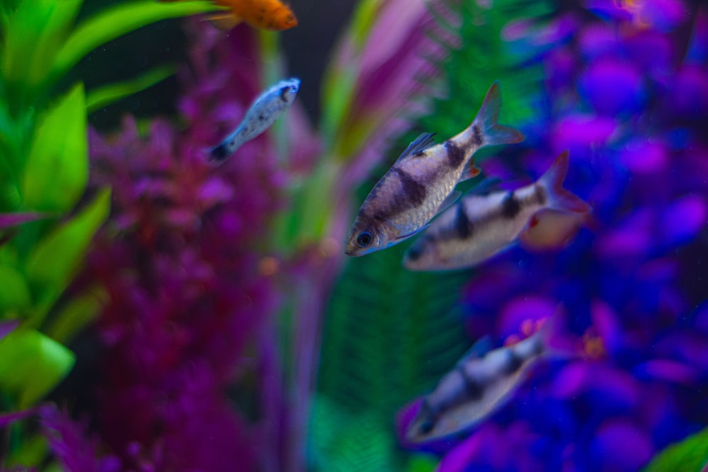 Eine Gruppe von Fischen, die in einem Aquarium schwimmen