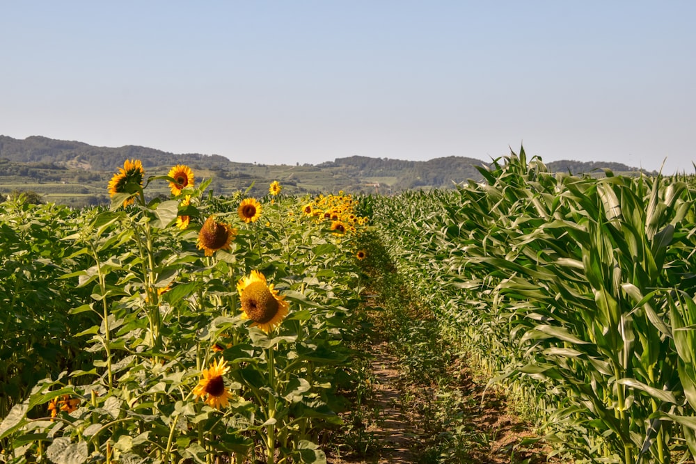 a field of sunflowers with mountains in the background