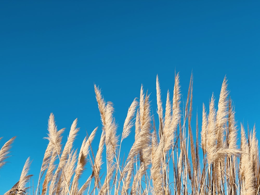 a bunch of tall grass blowing in the wind