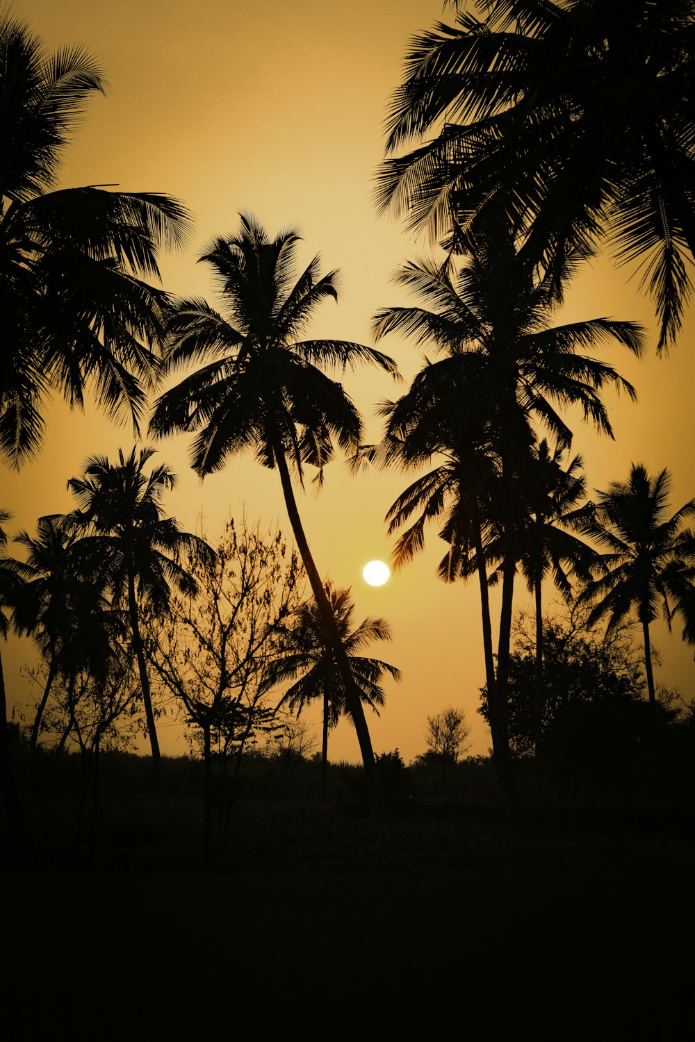 the sun is setting behind some palm trees