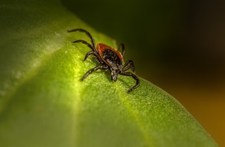 a close up of a spider on a green leaf